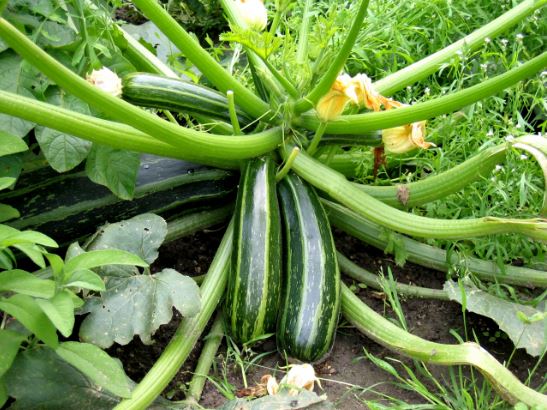 Como se llama la calabaza verde
